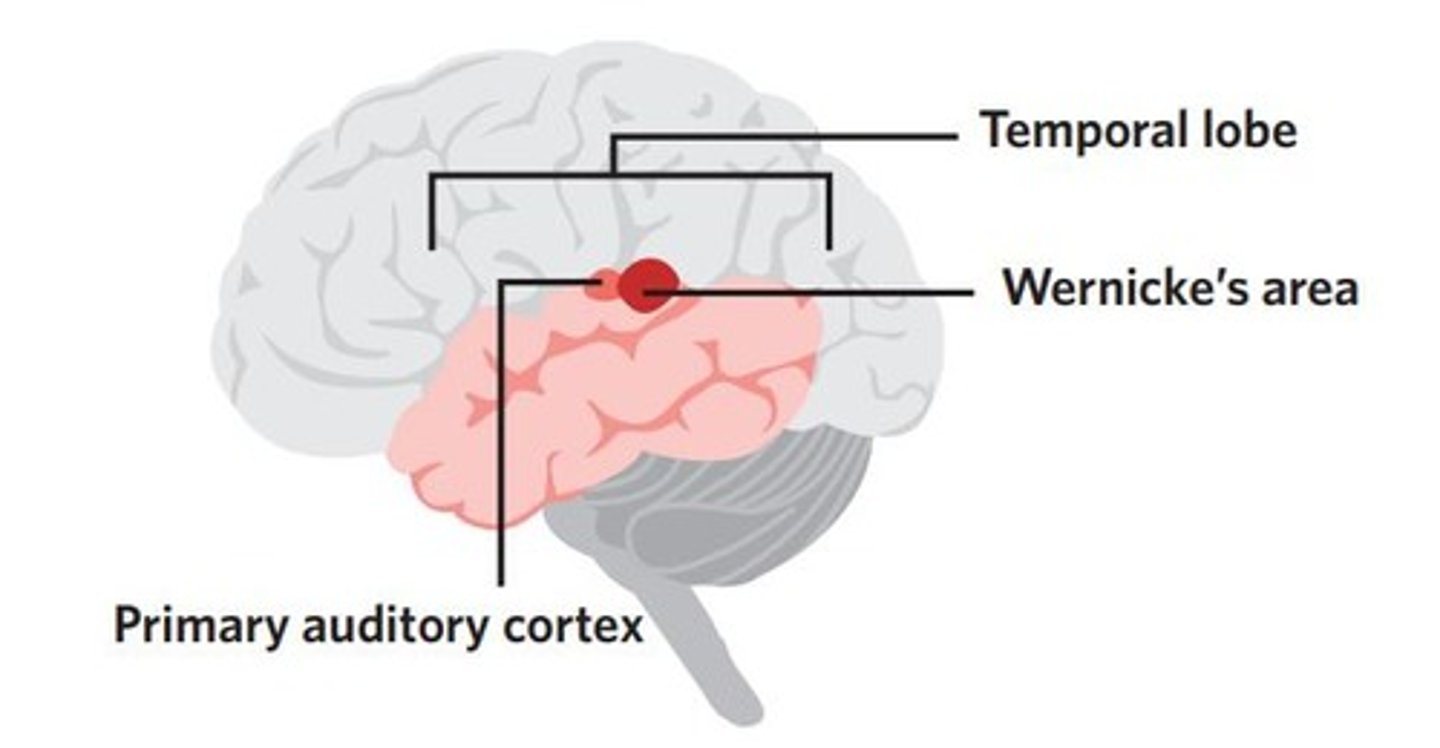 <p>The area of the brain involved in understanding language</p>