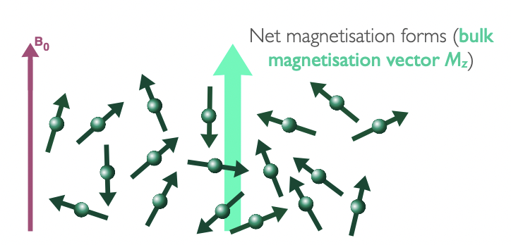 <p>precession around axis of magnetic field = minimises energy of interaction between the spin magnetic moment and magnetic field = lower energy orientation</p><p>net magnetisation grows along z axis as spins come to equilibrium with magnetic field B(0)</p><p>= contributes to <strong>bulk magnetisation vector, M, which precesses around axis of magnetic field</strong></p>