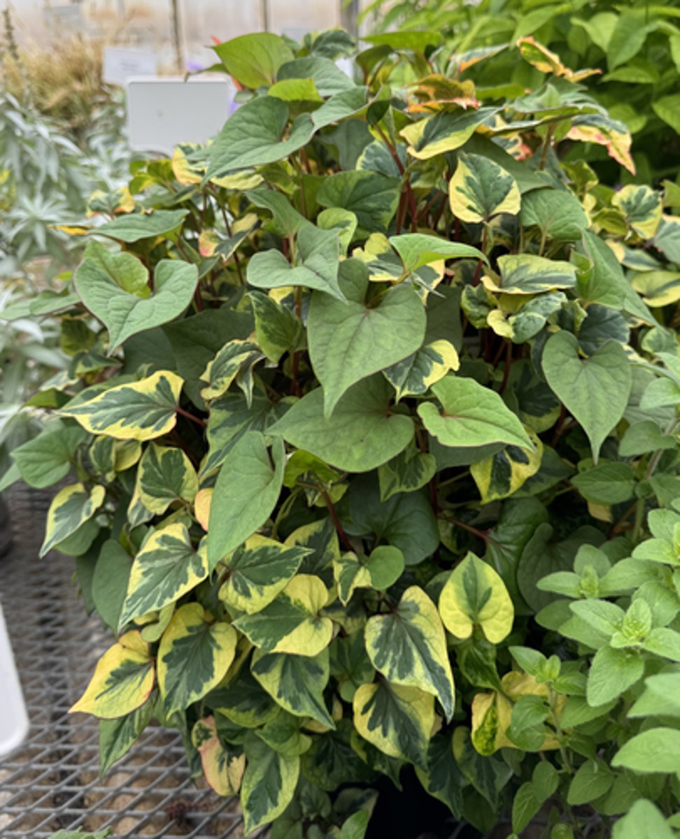 <p>What is the Latin name for this plant?</p>