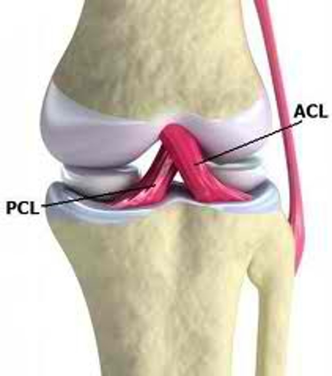 <p>- resists posterior shear (displacement) of knee</p><p>- cross-sectional area 120%-150% that of ACL</p><p>- PCL restricts hyperflexion</p>