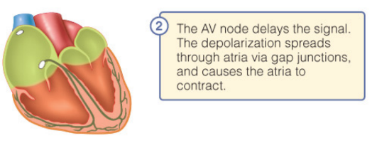 It is located in the interatrial septum and is the electrical connection to the ventricle. It delays firing slightly to allow atria to finish contracting before ventricles contracts.
