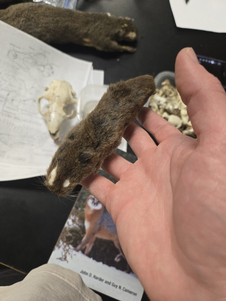 <p><span><span>Short tail,</span></span><br><span><span>▣ small, fur covered ears</span></span><br><span><span>▣ brown in color</span></span><br><span><span>▣ skull resembles</span></span><br><span><span>miniature muskrat</span></span><br><span><span>▣ Orange incisors are</span></span><br><span><span>ungrooved</span></span><br><span><span>▣ Fluted teeth (unlike</span></span><br><span><span>mice)</span></span></p>