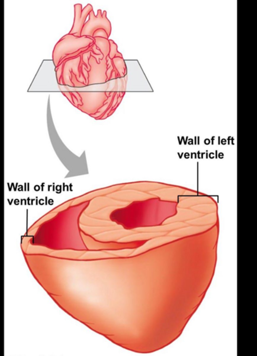 <p>Atria receive blood; ventricles pump blood out.</p>