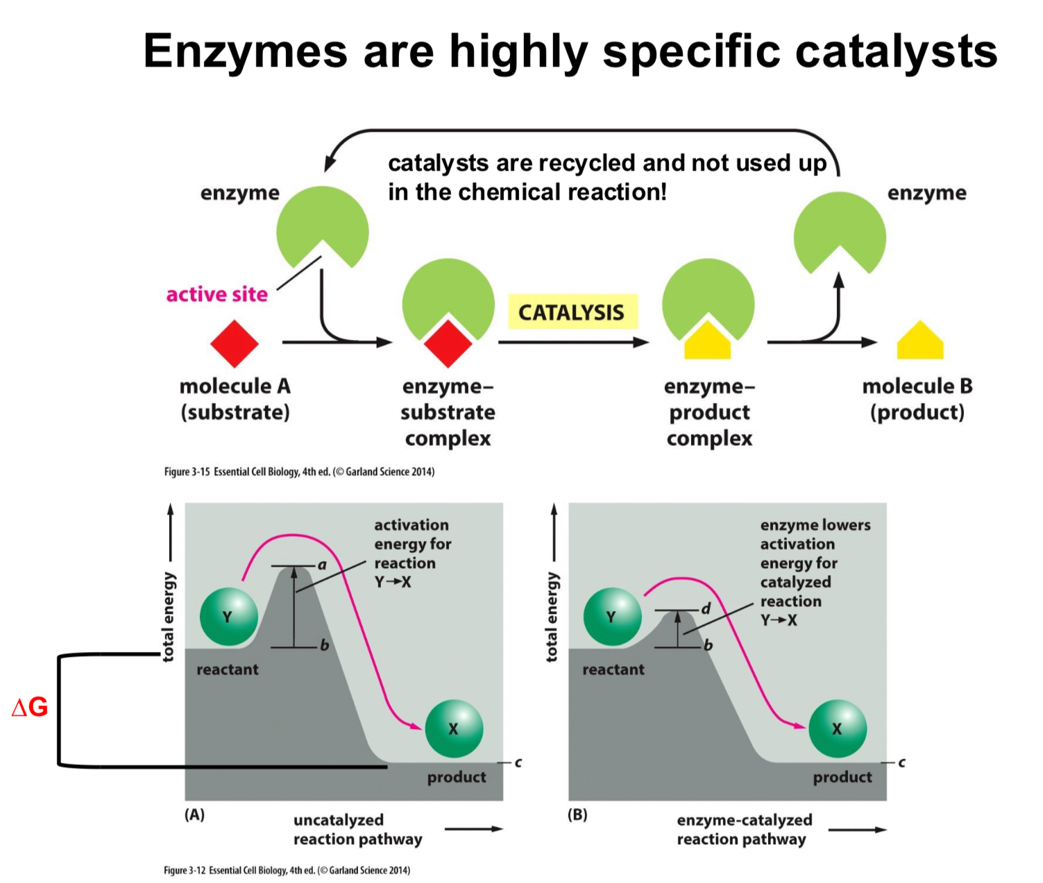 <p>Ezymes are highly specific catalysts</p><ul><li><p>Catalysts are not used up in the chemical reaction, so enymzes are not used up</p></li><li><p>They decrease activation energy</p></li></ul><p></p>