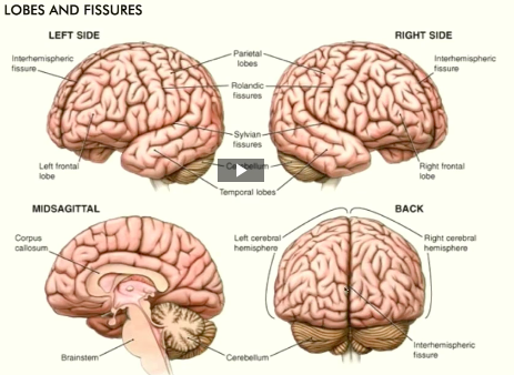 <p>**MEMO THE PARTS OF THE BRAIN</p><p>two hemispheres, cerenellum, fissure, gyri, sulci.</p><p>folded structure fissure: (space between two hemispheres/ spaces within the nodes</p>