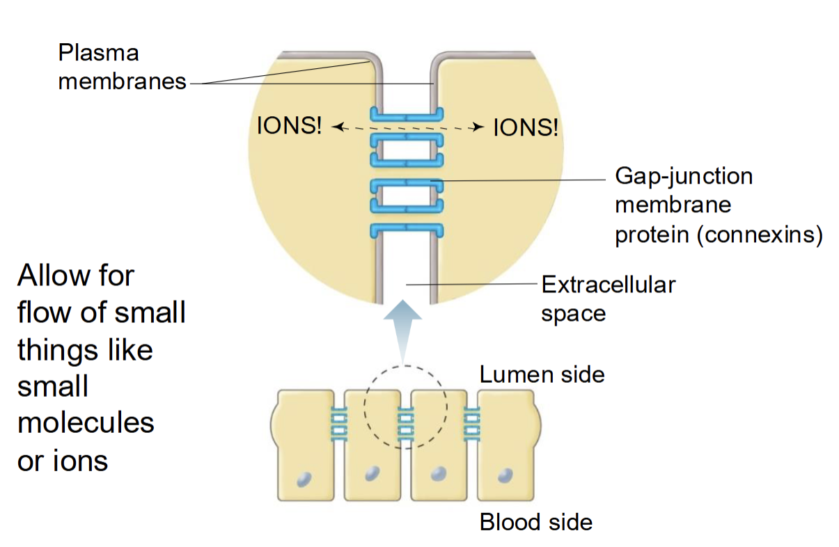 <p><span style="background-color: transparent;"><span>membrane proteins called connexins join cells together, allows for flow of small things like ions or small molecules, helps with electrical signal flow</span></span></p>