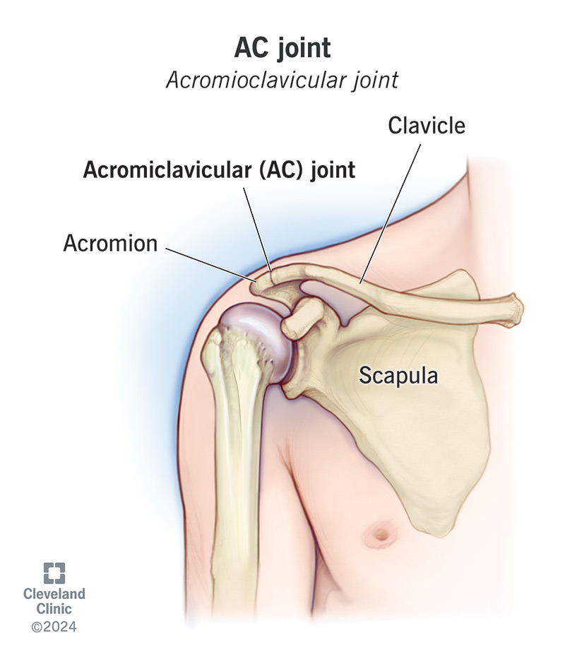 <p>acromion of scapula &amp; clavicle</p>