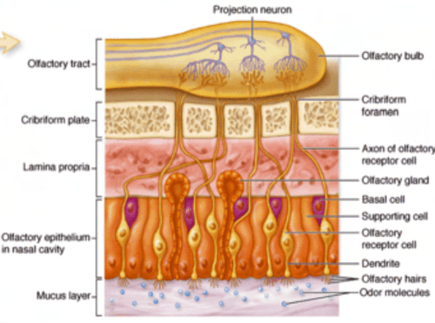 <p>pass through tiny openings in the cribriform plate of the ethmoid bone (foramina cribrosa) to connect with the olfactory bulb.</p>