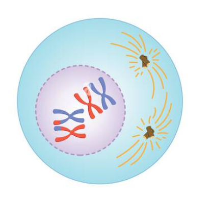 <p>Prophase 1</p>