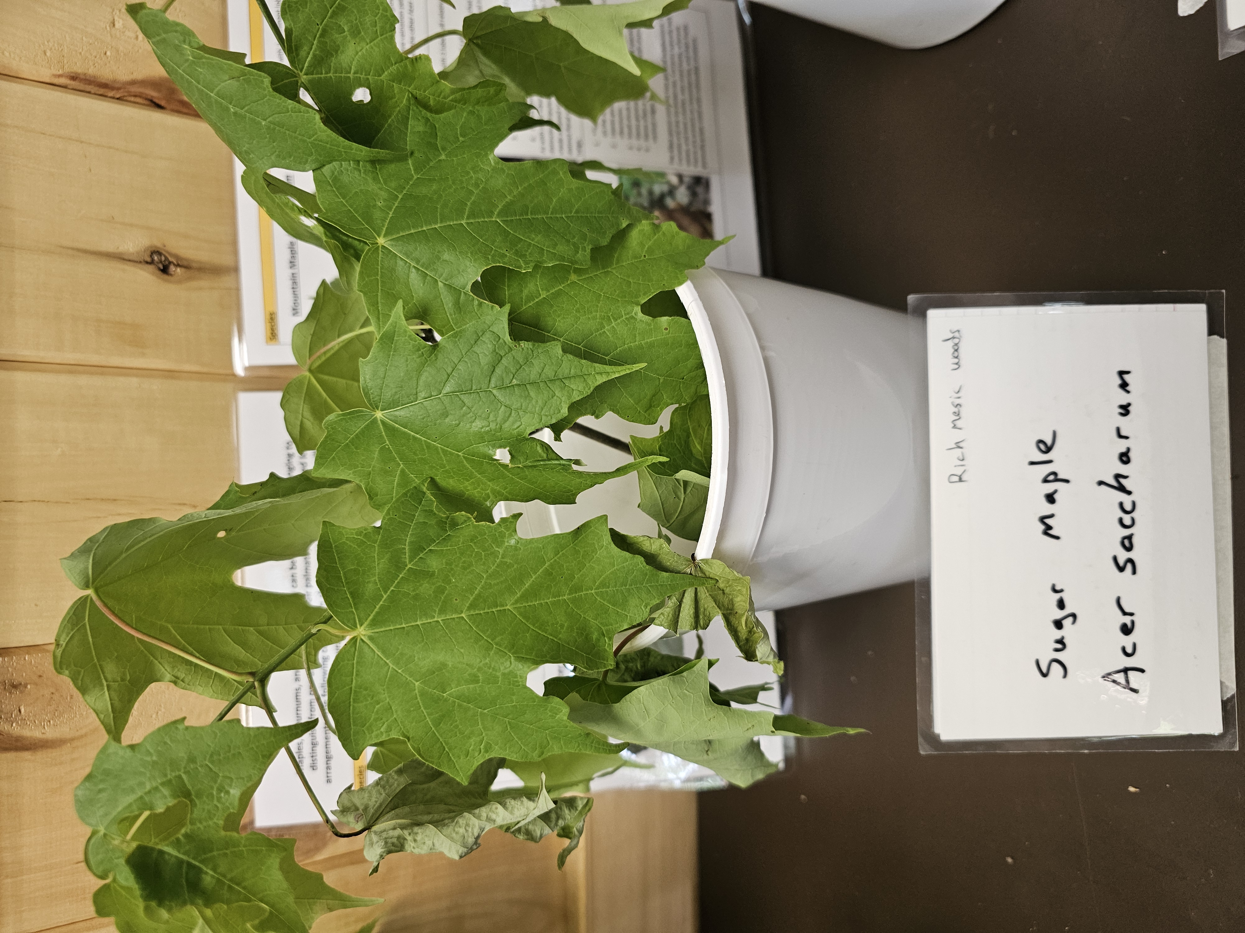 <p><em>Acer saccharum </em></p>