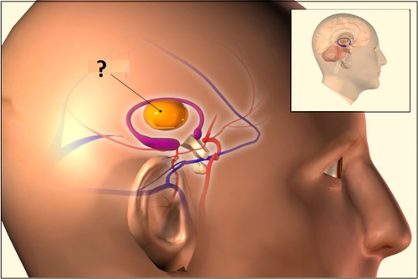 <p>a forebrain structure that processes sensory information for all senses, except smell, and relays it to the cerebral cortex</p>