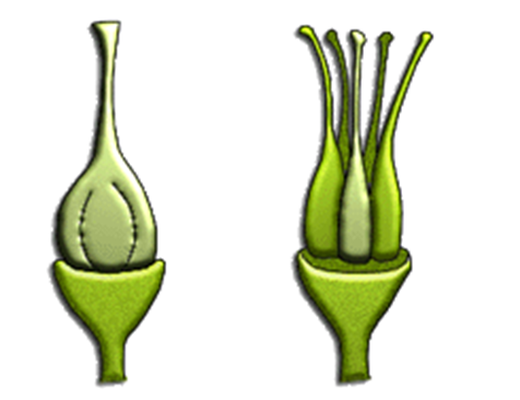 female reproductive part consisting of the stigma, style and ovary