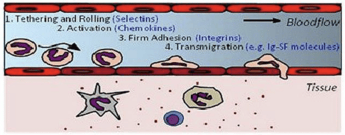<p>what is this process called? where does it occur?</p>