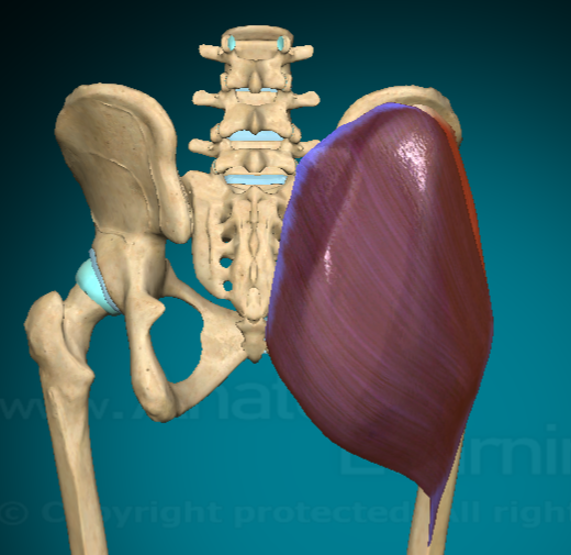 <p>What is this muscle and where are the attachment points?</p>