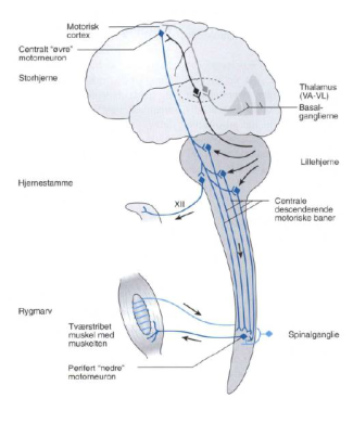<ul><li><p>Præmotoriske cortex</p></li><li><p>Supplementære motoriske cortex</p></li><li><p>Basalganglierne (thalamus VA)</p></li><li><p>Cerebellum (thalamus)</p></li></ul><p></p>