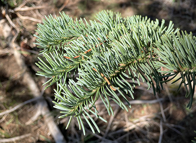 <p>pay attention to how the needles grow on the stem</p>