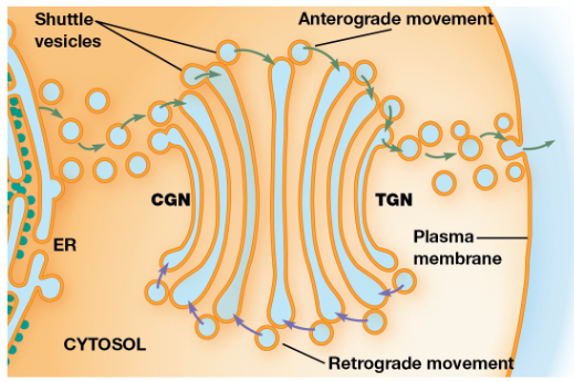 <p>The flow of vesicles from the golgi cisternae back to the ER</p>