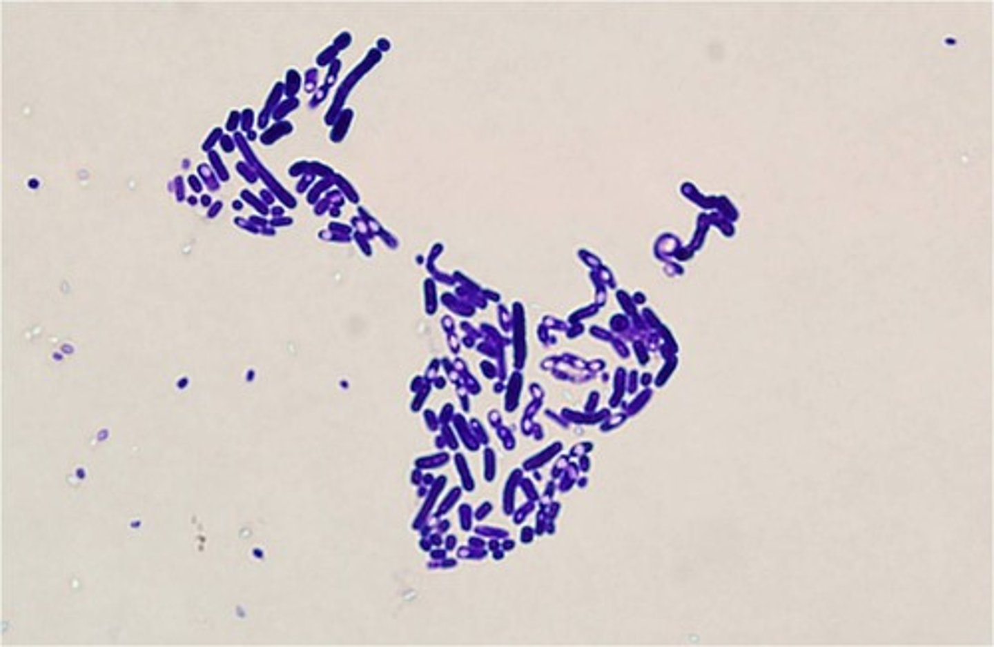 <p>Prokaryote and live in regular environments</p>