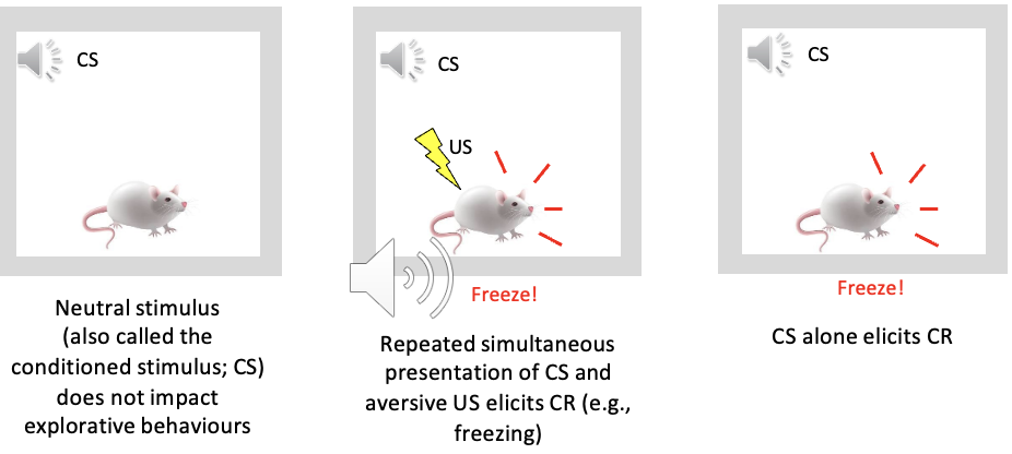 <p><span><span>Classical fear conditioning: </span><strong><span>associative learning </span></strong><span>that occurs after the consistent </span><strong><span>pairing </span></strong><span>of (an initially neutral) </span><strong><span>conditioned stimulus </span></strong><span>(CS) with an </span><strong><span>aversive unconditioned stimulus </span></strong><span>(US). </span></span></p><ul><li><p><span><span>this CS-UCS association results in the occurrence of a conditioned response (CR; e.g., defensive behaviour) being evoked by the mere presence of the </span><strong><span>CS </span></strong><span>(i.e., CS in the absence of the US)</span></span></p><ul><li><p>e.g. auditory fear conditioning paradigm </p></li></ul></li></ul><p></p>