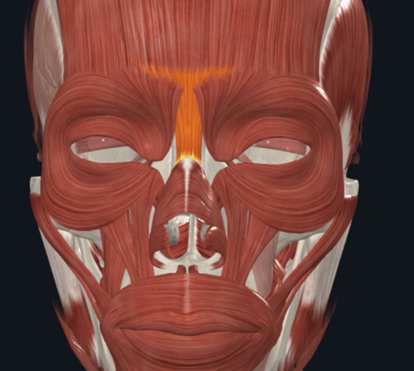 <p>Where is the attachment of the Procerus muscle what is its function? (E,E,N)</p>