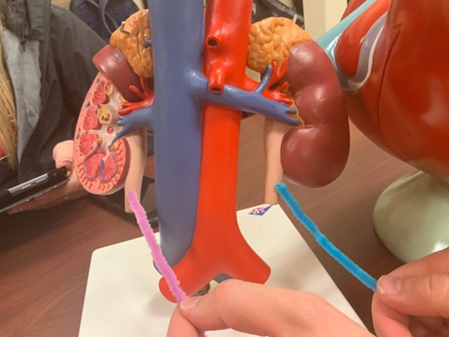 <p>identify both pink and blue pipe cleaner</p>