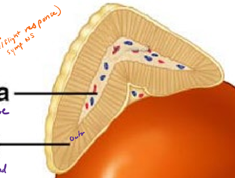 <p>What hormones does the adrenal MEDULLA produce? What class of molecules are they? How are they stimulated?</p>