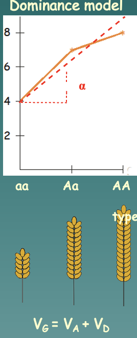 Deviation due to the interactions between alternative alleles at a specific locus (location on a chromosome)

* Heterozygous individuals resemble each other more