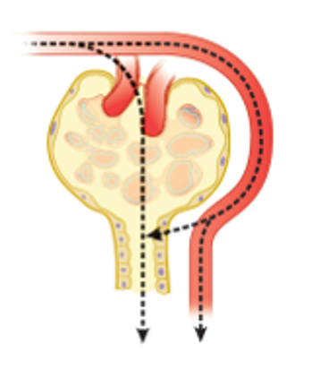 • Creatinine is a  metabolite of creatine

• Filtered and slightly secreted

• **Can be used to estimate GFR, slightly overestimates GFR**