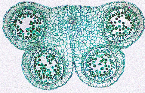 <p>composed of diploid cells</p><p>four columns of tissue become distinct as some cells enlarge and prepare for meiosis</p>