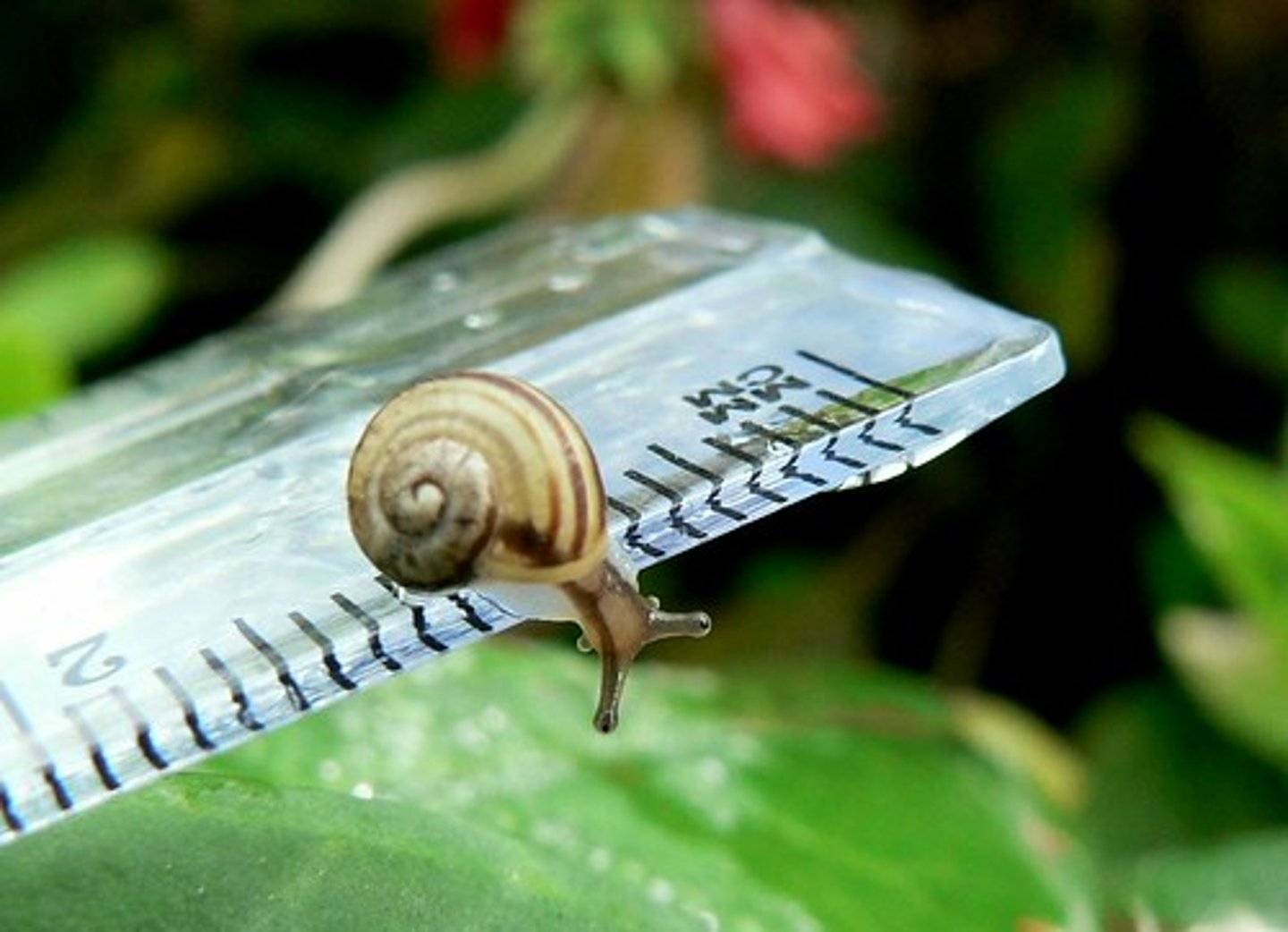 <p>This is a ___ snail.</p>