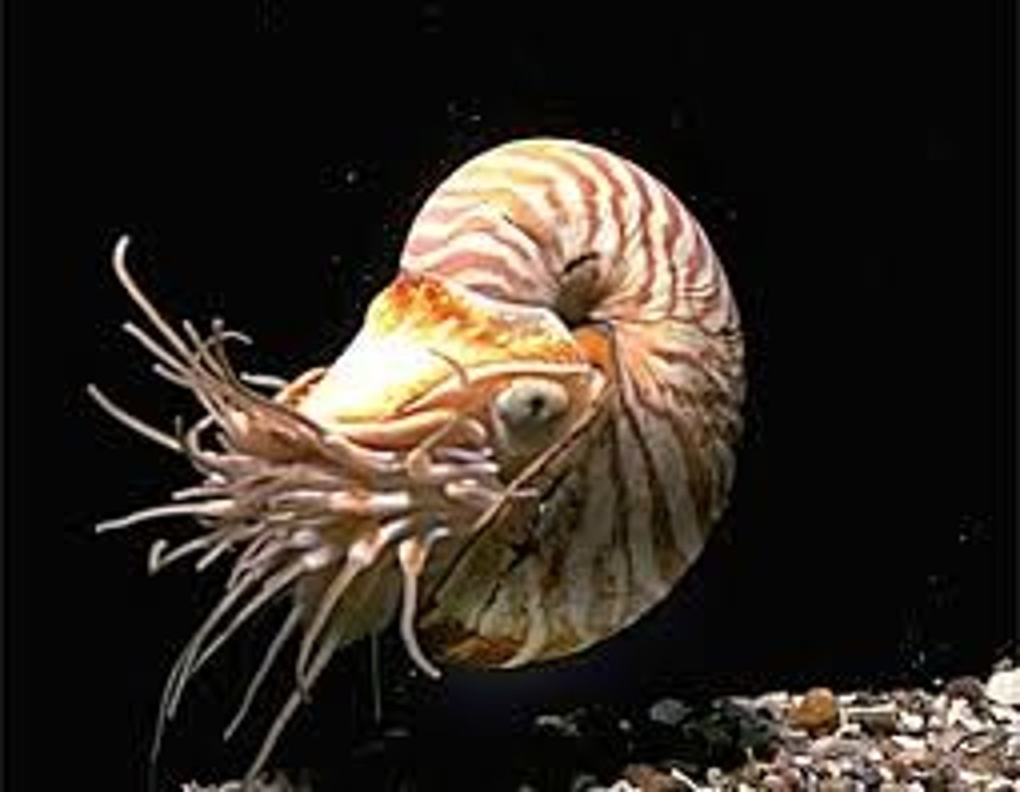 <p>Nautilus</p>