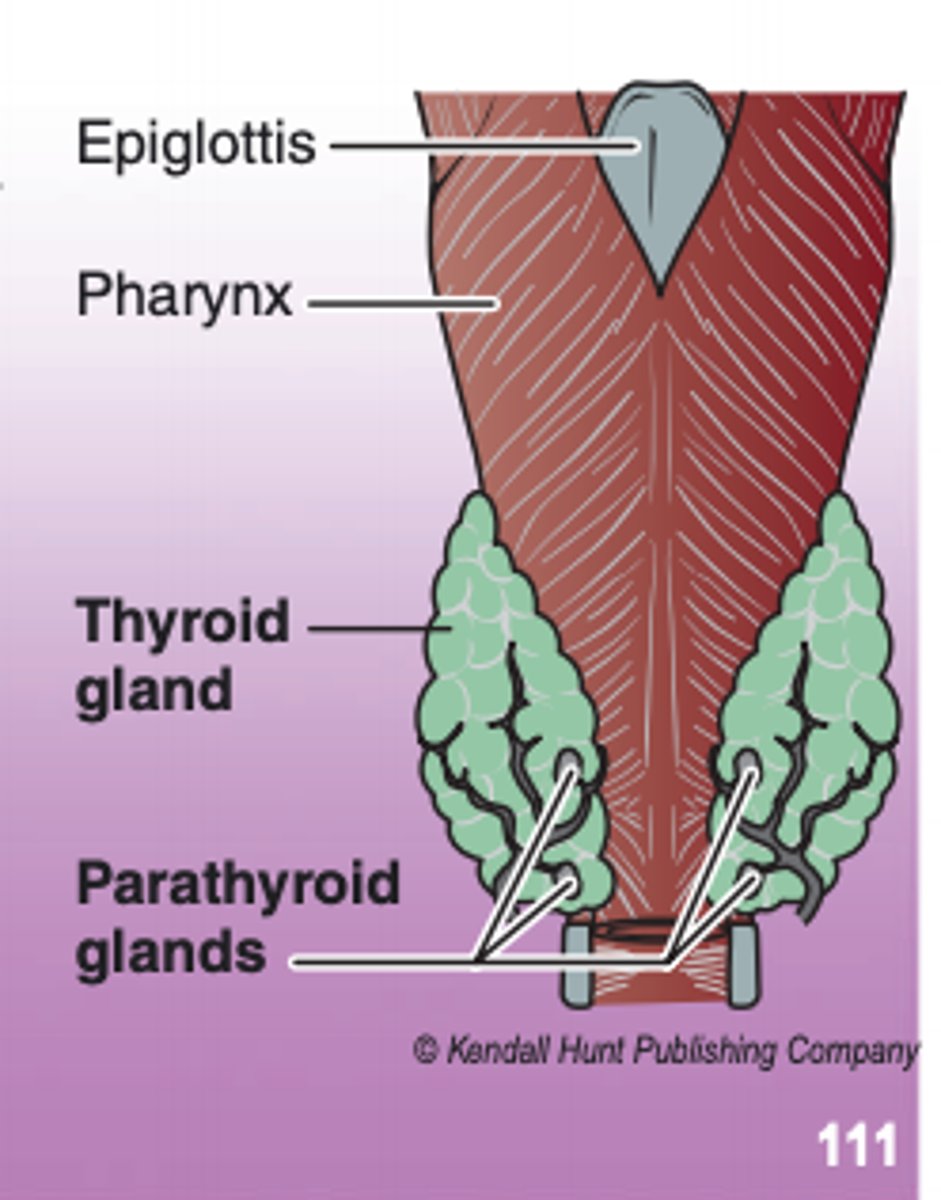 <p>2-4 endocrine glands located on the posterior surface of the thyroid gland</p>