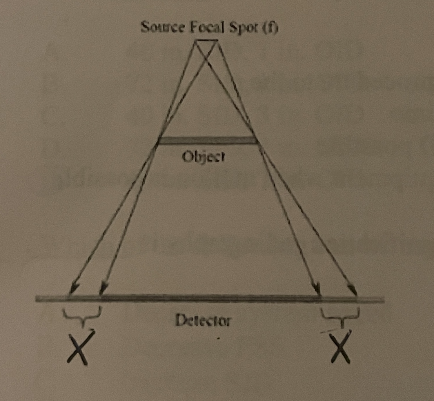 <p>The area marked X is referred to as the _____</p>