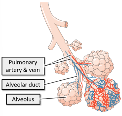 <p>Alveoli are arranged in lung lobules which are a cluster of alveoli surrounded by elastic fibres and a network of capillaries.</p><p style="text-align: start">A lung lobule is a cluster of alveoli supplied by a single respiratory bronchiole, surrounded by the connective tissue of the lung:</p>