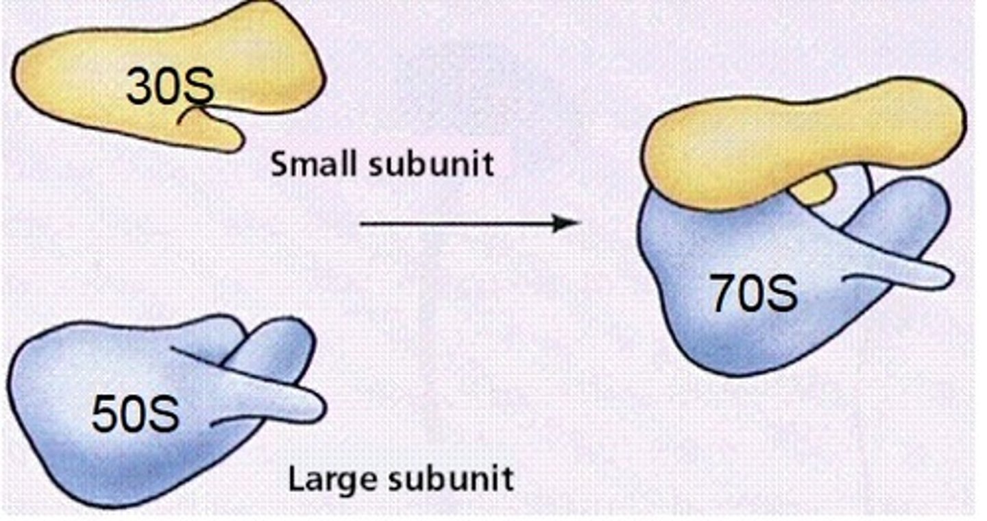 <p>-two subunits:</p><p>1) Small 30S</p><p>2) Large 50S</p><p>Assembled: 70S</p><p>- "read" mRNA and build a protein</p>