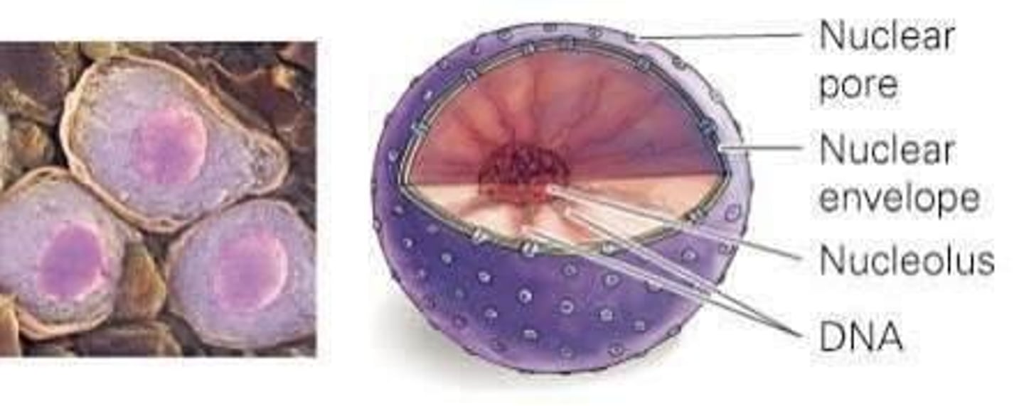 <p>Holds chromatin (DNA and proteins) in eukaryotic cells; surrounded by nuclear envelope.</p>