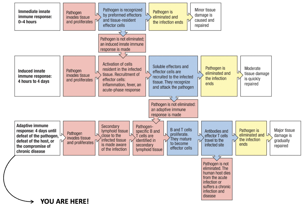 <ul><li><p>Pathogen invades and proliferates in tissue</p></li><li><p>Nearby secondary lymphoid tissue detects infection</p></li><li><p>Pathogen-specific <strong>B and T cells</strong> are activated</p></li><li><p>B/T cells proliferate and mature into <strong>effector cells</strong></p></li><li><p><strong>Antibodies + effector T cells</strong> go to infection site<br>→ <strong>Outcomes:</strong></p></li></ul><ol><li><p>Pathogen eliminated → tissue repairs</p></li><li><p>Pathogen persists → death or chronic infection</p></li></ol><p></p>