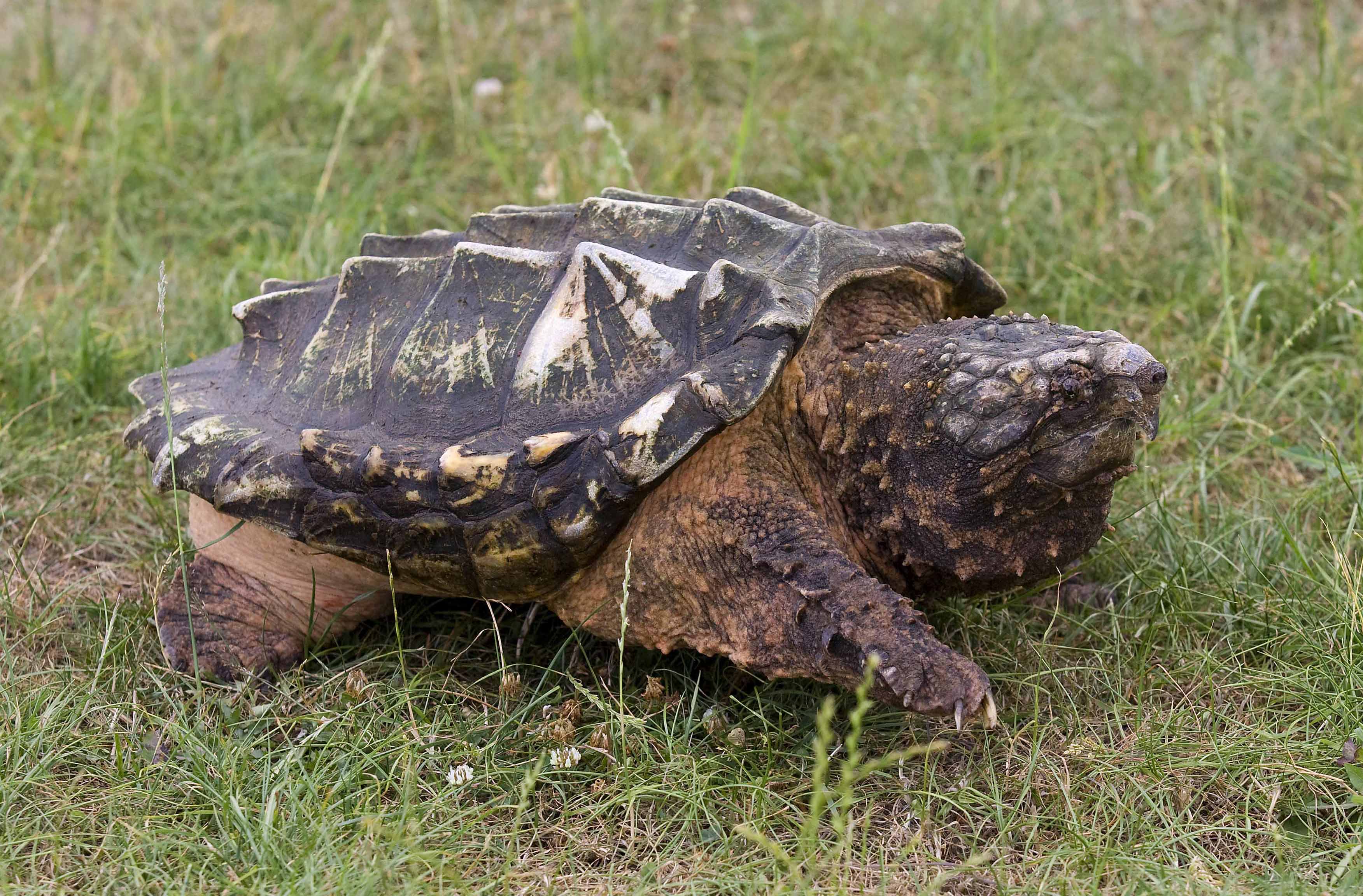 alligator snapping turtle (endangered)