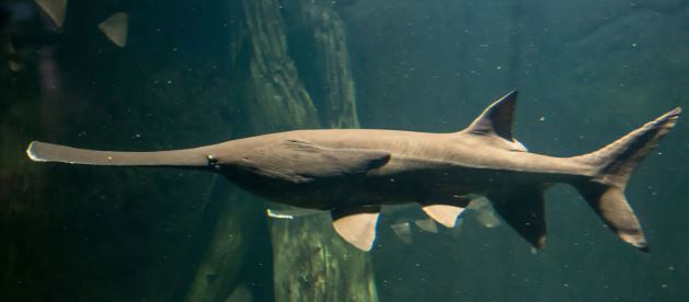 <p>Paddlefish</p>