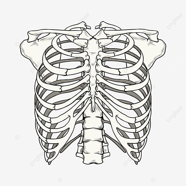 Skeletal system flash cards Flashcards Knowt