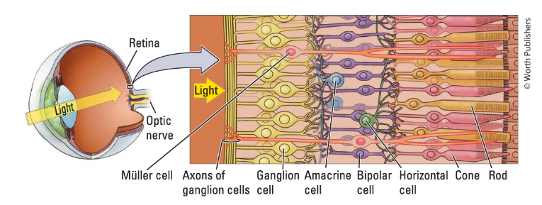 <p>Light goes through the axons to the back of the eye, where it stimulates the photoreceptors (rods, cones). </p>