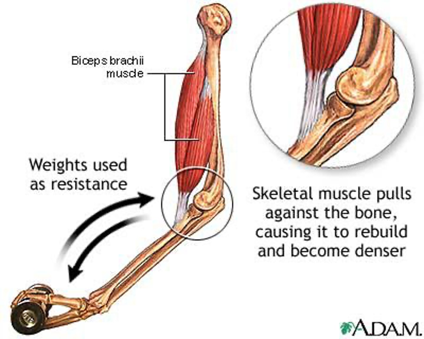 <p>Osteoblast activity increases, leading to bone formation.</p>
