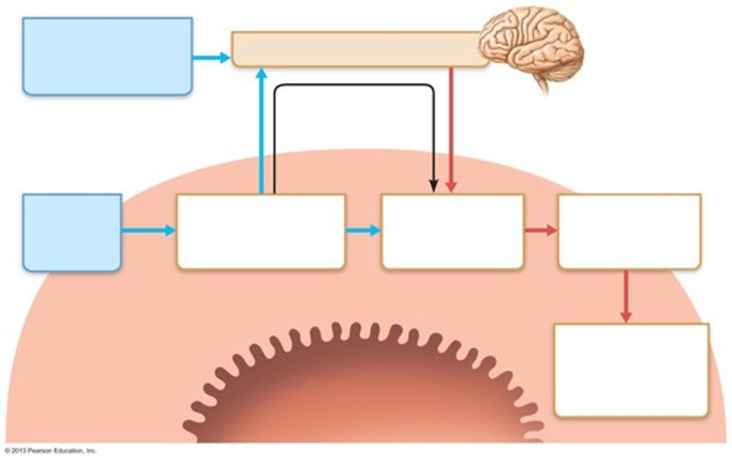 <p>Mechanoreceptors and chemoreceptors.</p>