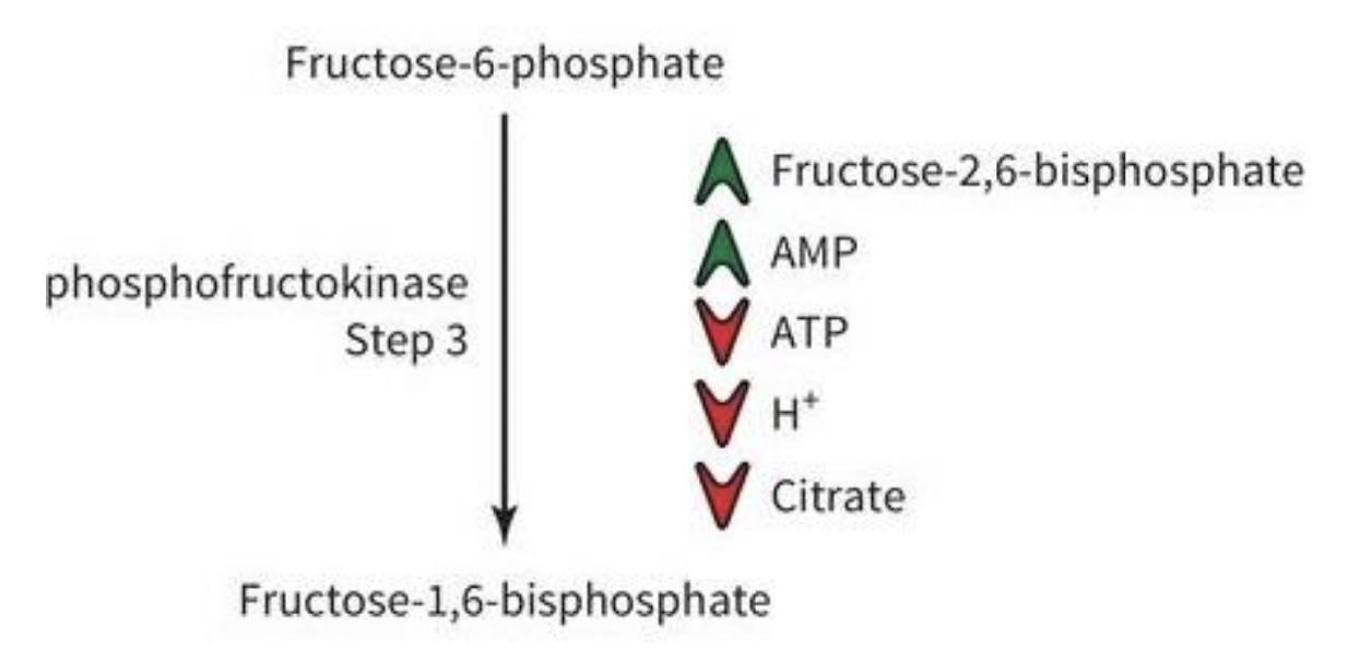 <p>Mechanisms of PFK Regulation </p>