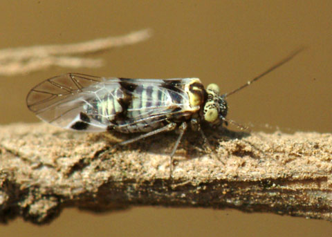 <p>1-4 mm</p>