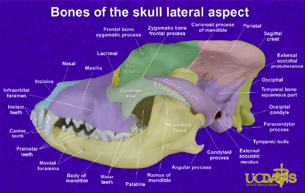 <p>External Skull Continued… </p>