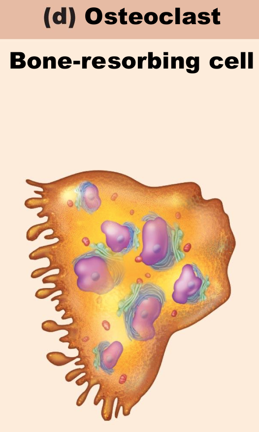 <ul><li><p>Derived from hematopoietic stem cells that become macrophages</p><ul><li><p>not from bone percussors</p></li><li><p>relative of macrophage…phagocytosis</p></li></ul></li><li><p>Giant, multinucleate cells for bone resorption</p></li><li><p>When active rest in resorption bay and have ruffled border</p><ul><li><p>Not constantly active</p></li><li><p>Ruffled border increases surface area for enzyme degradation of bone and seals off area from surrounding matrix</p></li></ul></li></ul><p></p>