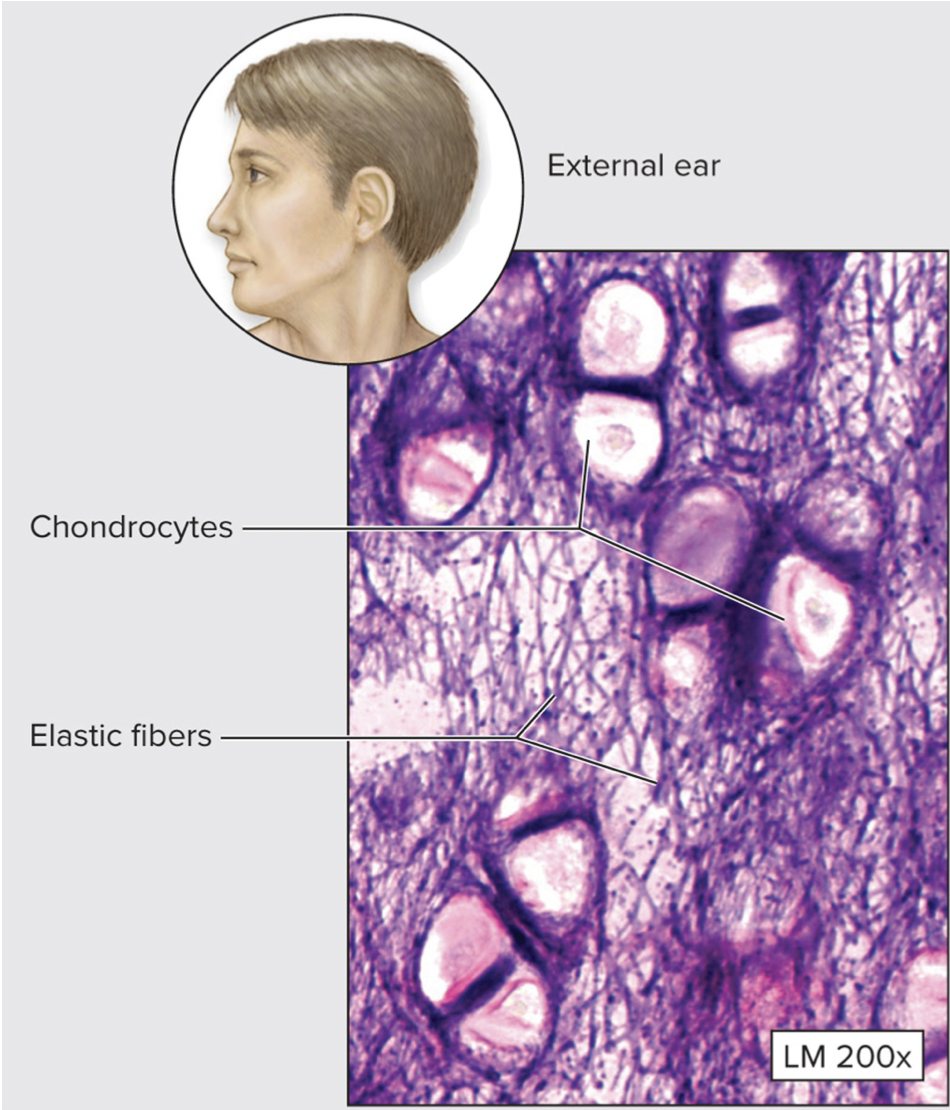 * Contains abundant elastic fibers—forming mesh around lacunae;
* **Perichondrium present**
* Maintains shape while permitting flexibility
* Examples: External ear; epiglottis of the larynx