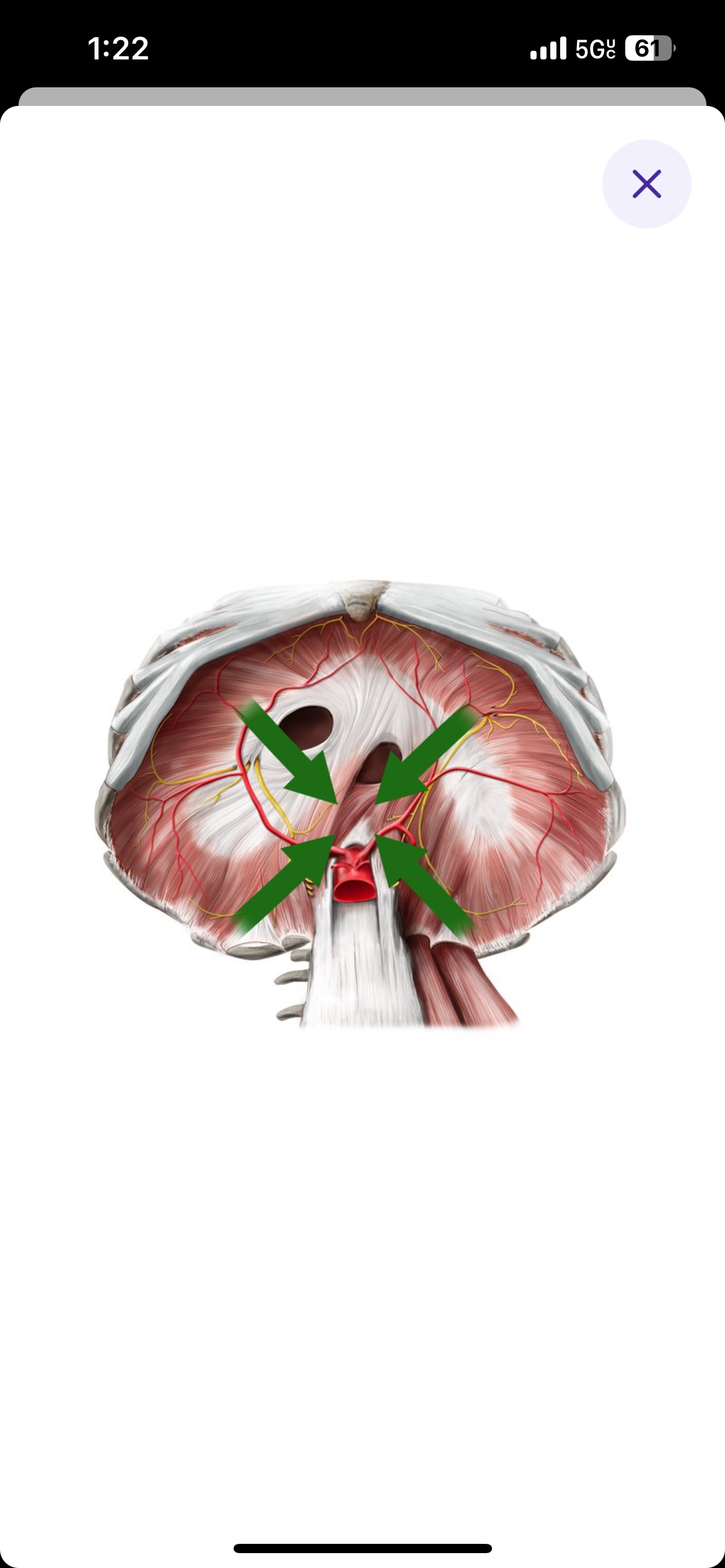 <p>Located towards the center of the body</p>
