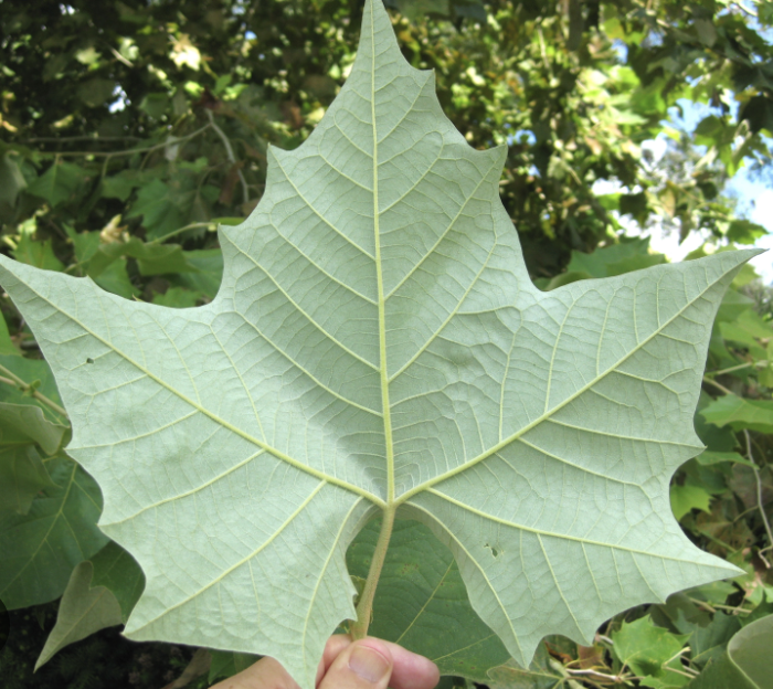 Mexican sycamore